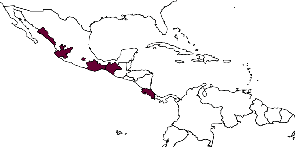 map of Tachysphex maya     Pulawski, 1988